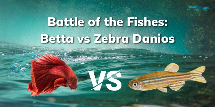 Battle of the Fishes Betta vs Zebra Danios