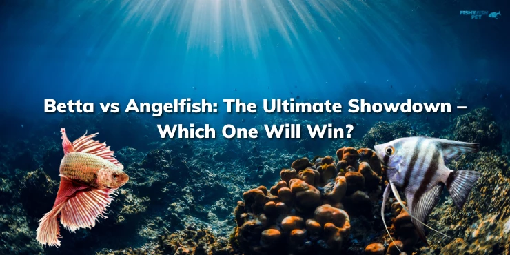 Betta vs. Angelfish The Ultimate Showdown – Which One Will Win?