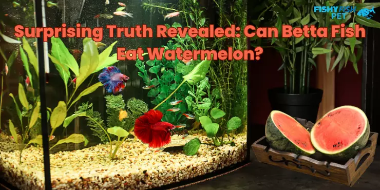 Can Betta Fish Eat Watermelon