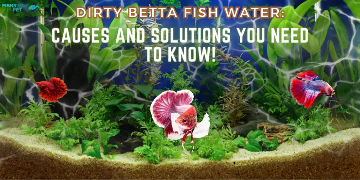 Betta in Dirty Water Fish tank - Dirty Betta Fish Water: Causes and Solutions You Need to Know!