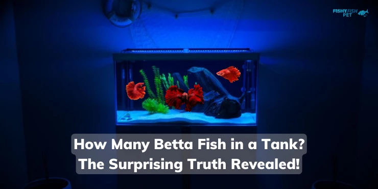 How Many Betta Fish in a Tank The Surprising Truth Revealed!