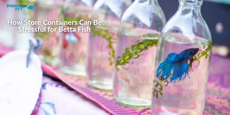 Betta Fish Stay in Store Containers How Store Containers Can Be Stressful for Betta Fish
