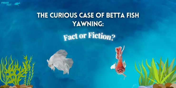 The Curious Case of Betta Fish Yawning - Fact or Fiction