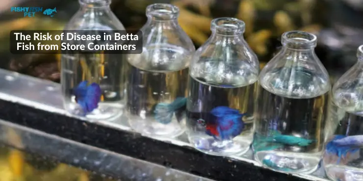 Betta Fish Stay in Store Containers The Risk of Disease in Betta Fish from Store Containers